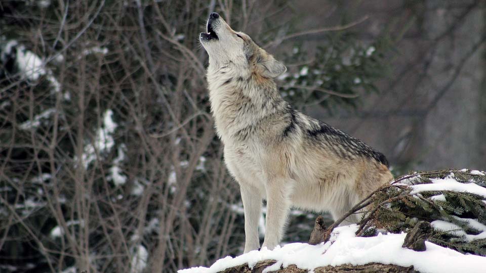 A howling wolf